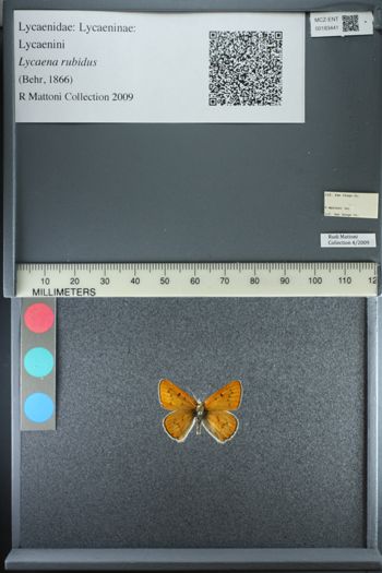 Media type: image;   Entomology 183441